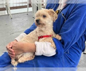 Maltese-Unknown Mix Dogs for adoption in Alameda, CA, USA