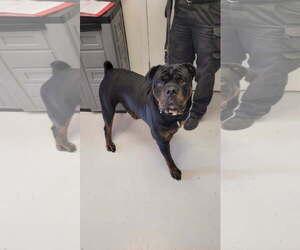 Rottweiler-Unknown Mix Dogs for adoption in Mt. Gilead, OH, USA