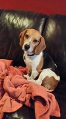 Medium Photo #1 Beagle Puppy For Sale in Greenville, SC, USA