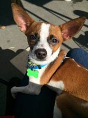 Medium Photo #1 Chihuahua Puppy For Sale in Mission Viejo, CA, USA
