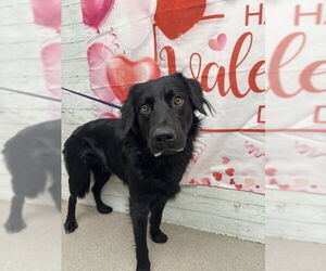 Labrador Retriever-Unknown Mix Dogs for adoption in San Bernardino, CA, USA