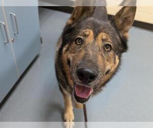 German Shepherd Dog-Unknown Mix Dogs for adoption in Fort Collins, CO, USA