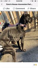 Medium Photo #1 Great Dane Puppy For Sale in Valparaiso, IN, USA