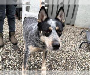 Texas Heeler Dogs for adoption in Santa Rosa, CA, USA