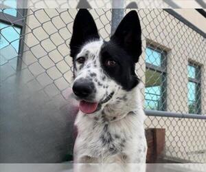 Mutt Dogs for adoption in Martinez, CA, USA