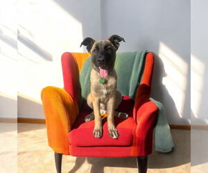 Mutt Dogs for adoption in Menifee, CA, USA