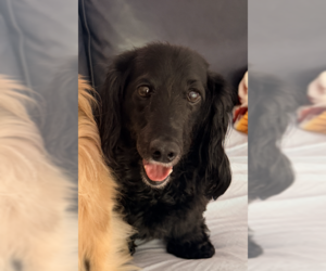 Dachshund-Unknown Mix Dogs for adoption in Decatur, GA, USA