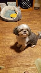 Shih Tzu Dogs for adoption in Conway, AR, USA