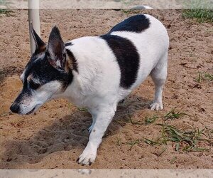 Rat Terrier Dogs for adoption in oakland, FL, USA