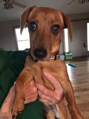 Dachshund Dogs for adoption in ashville, OH, USA