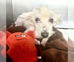 Maltese-Unknown Mix Dogs for adoption in Canton, CT, USA