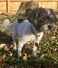 Shih Tzu Dogs for adoption in Holden, MO, USA