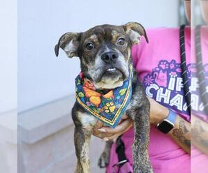 Bulldog-Unknown Mix Dogs for adoption in San Antonio, TX, USA