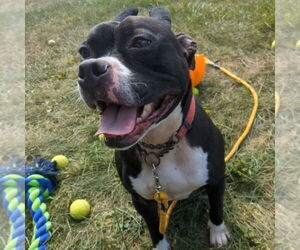 American Staffordshire Terrier-Boxer Mix Dogs for adoption in Richmond, IN, USA