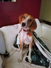 Medium Photo #1 Treeing Walker Coonhound Puppy For Sale in Tampa, FL, USA