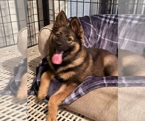 German Shepherd Dog Dogs for adoption in The Woodlands, TX, USA