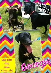 Labrador Retriever-Unknown Mix Dogs for adoption in Redfield, AR, USA