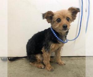 Mutt Dogs for adoption in San Martin, CA, USA