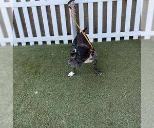 Bulldog-Unknown Mix Dogs for adoption in Modesto, CA, USA
