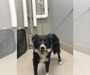Border Collie-Unknown Mix Dogs for adoption in Las Vegas, NV, USA
