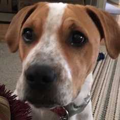 Lab-Pointer Dogs for adoption in Shreveport, LA, USA