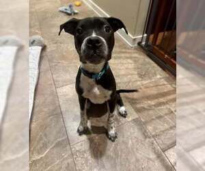 American Pit Bull Terrier-Unknown Mix Dogs for adoption in New London, WI, USA