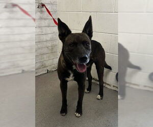 German Shepherd Dog-Unknown Mix Dogs for adoption in San Bernardino, CA, USA