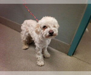 Maltese-Unknown Mix Dogs for adoption in Las Vegas, NV, USA