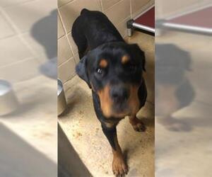 Rottweiler Dogs for adoption in Lacombe, LA, USA