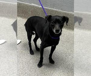 Chihuahua-Unknown Mix Dogs for adoption in Las Vegas, NV, USA