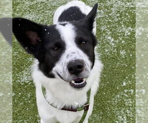 Mutt Dogs for adoption in Canton, CT, USA