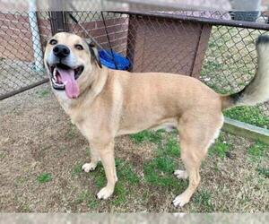Shepradors Dogs for adoption in Grovetown, GA, USA