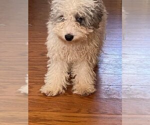 Poodle (Toy) Dogs for adoption in HOPKINSVILLE/PRINCETON, KY, NH, USA