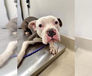 Mutt Dogs for adoption in Baytown, TX, USA