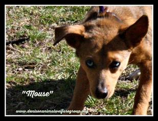 Chiweenie Dogs for adoption in Denison, TX, USA