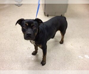 Rottweiler-American Pit Bull Terrier Dogs for adoption in Riverside, CA, USA