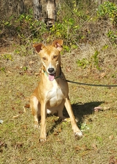 Carolina Dog-Unknown Mix Dogs for adoption in Social Circle, GA, USA