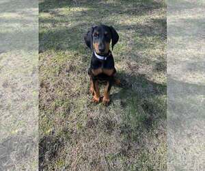 Doberman Pinscher Dogs for adoption in Buffalo, MN, USA