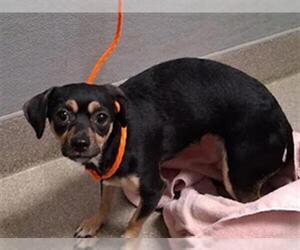 Chihuahua-Unknown Mix Dogs for adoption in Las Vegas, NV, USA