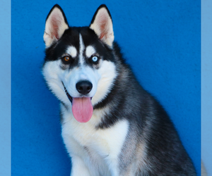 Siberian Husky Dogs for adoption in Pasadena, CA, USA