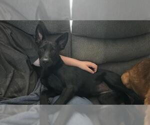 Labrador Retriever-Unknown Mix Dogs for adoption in San Antonio, TX, USA