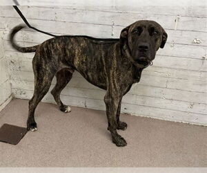 German Shepherd Dog-Mastiff Mix Dogs for adoption in San Bernardino, CA, USA