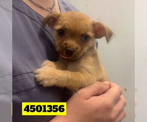 Mutt Dogs for adoption in Chico, CA, USA