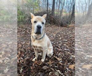 Mutt Dogs for adoption in Huntersville, NC, USA