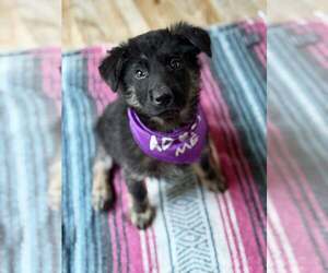 Australian Shepherd Dogs for adoption in Paso Robles, CA, USA