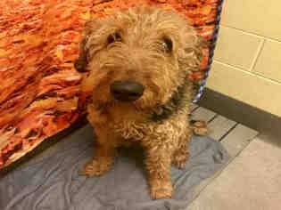 Airedale Terrier Dogs for adoption in Forestville, MD, USA