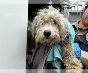 Unknown-Wheaten Terrier Mix Dogs for adoption in Chula Vista, CA, USA