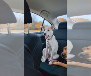 Beagle-Unknown Mix Dogs for adoption in New London, WI, USA