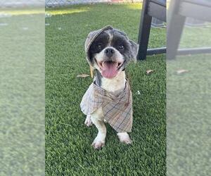 Mutt Dogs for adoption in Downey, CA, USA