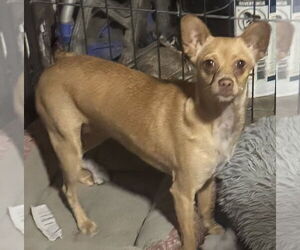 Chihuahua-Unknown Mix Dogs for adoption in Royal Palm Beach, FL, USA